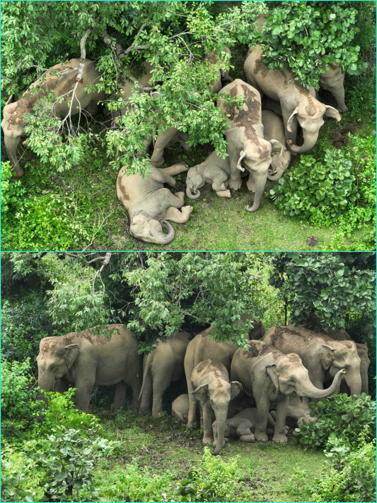 कोरबा का मानव-हाथी प्रबंधन मॉडलः तकनीक, जनभागीदारी और संवेदनशील प्रशासन से बन रही नई मिसाल